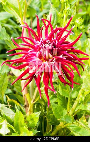 Gros plan de Hollyhill Spider Woman un rouge foncé et Cactus dahlia blanc l'été et l'automne fleurissent UNE plante tubéreuse c'est à feuilles caduques et à moitié dur Banque D'Images