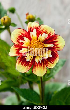 Gros plan de Dahlia Danum Torch une collerette dahlia qui Fleurs rouges et jaunes en été et en automne A. plante tubéreuse à feuilles caduques et à moitié dure Banque D'Images