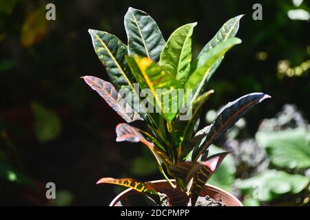 Plante de Croton, également appelée feu croton, jardin croton, ou croton variégé (Croton variegatum, ou Codiaeum variegatum) Banque D'Images