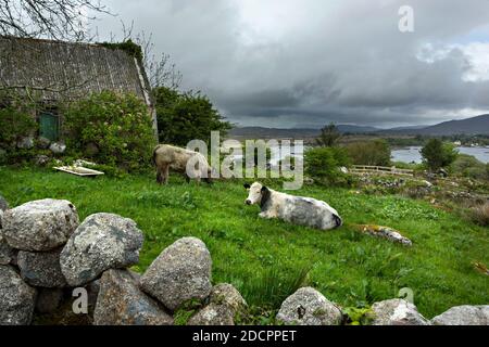 Vaches en paysage irlandais, Connemara, comté de Galway, République d'Irlande, Europe. Banque D'Images