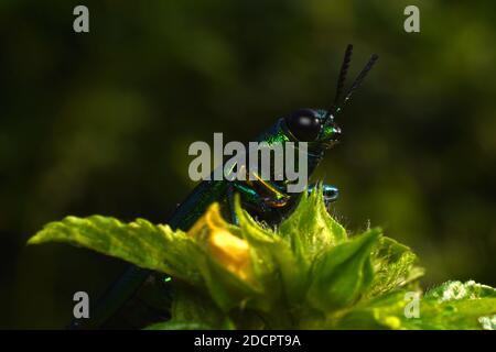 Vue rapprochée du coléoptère des joyaux Chrysochroma fulminans Banque D'Images