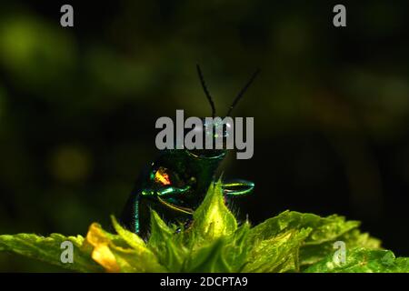 Vue rapprochée du coléoptère des joyaux Chrysochroma fulminans Banque D'Images