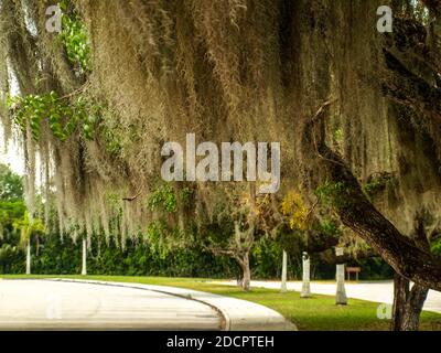 Étranges arbres des Keys, Florida Keys, FL, US Banque D'Images