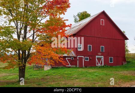 Spear Barn – une grange rouge historique construite en 1850, située sur le chemin Luce Hill à Stowe, dans le Vermont. Érable rouge au premier plan, avec feuillage d'automne coloré. Banque D'Images