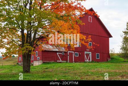 Spear Barn – une grange rouge historique construite en 1850, située sur le chemin Luce Hill à Stowe, dans le Vermont. Érable rouge au premier plan, avec feuillage d'automne coloré. Banque D'Images