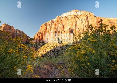 Saison d'automne dans le parc national de Zion, Utah. Banque D'Images