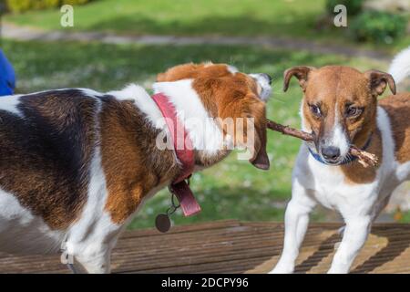 Mignon joueur Jack Russel pup jouant avec un beagle plus un bâton Banque D'Images