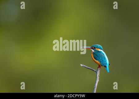 Le kingfisher commun ou Alcedo atthis est un petit oiseau coloré portrait sur fond vert naturel au parc national de keoladeo ghana ou bharatpur oiseau s Banque D'Images