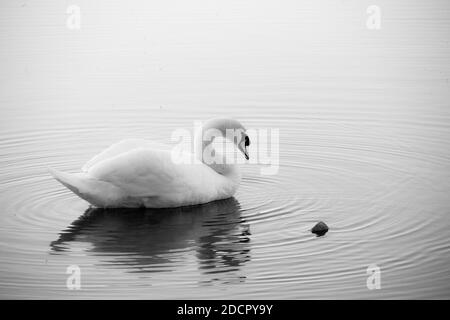 Cygne pittoresque sur la rivière Shannon au coucher du soleil à Athlone, au Co.Roscommon. Irlande Banque D'Images