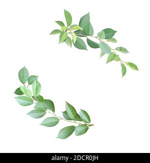Cadre rond décoratif avec branche et feuilles vertes. Élément de coin en brindilles de cerise avec feuilles vertes. Isolé sur fond blanc Banque D'Images