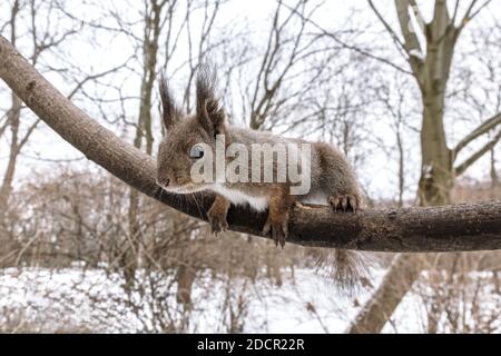 l'écureuil roux drôle se trouve sur la branche des arbres dans la forêt d'hiver et cherche de la nourriture, vue rapprochée Banque D'Images