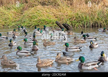 Troupeau de canards colverts dans l'habitat sauvage. Canards sur le lac Banque D'Images