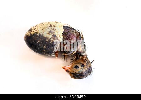 Les Quail sont éclos à partir d'un œuf isolé sur un fond blanc. Banque D'Images