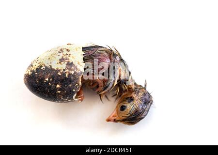 Les Quail sont éclos à partir d'un œuf isolé sur un fond blanc. Banque D'Images