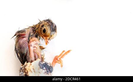 Les Quail sont éclos à partir d'un œuf isolé sur un fond blanc. Banque D'Images