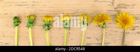 des fleurs de pissenlits jaunes se trouvent dans une rangée sur un vue sur le dessus de l'arrière-plan en bois rose Banque D'Images