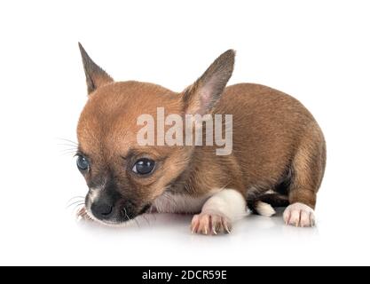 Peu chihuahua in front of white background Banque D'Images