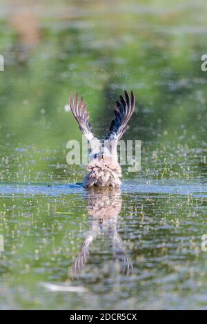 Pigeon de bois sauvage ou Palumbus de Columba dans l'eau de l'étang. Banque D'Images
