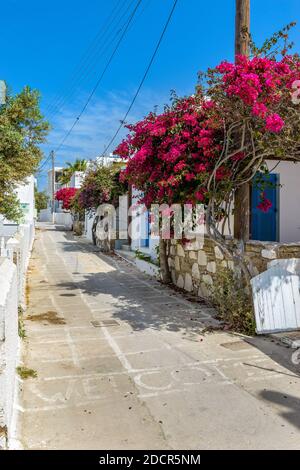 Allée cycladitique traditionnelle avec une rue étroite, des maisons blanchies à la chaux et un bougainvilliers en fleur dans l'île d'Antiparos, Grèce. Banque D'Images