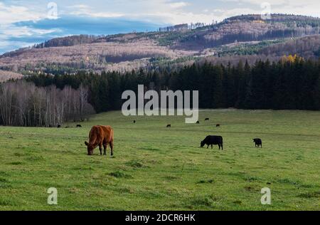 Troupeau de vaches en pâturage sur pâturage avec colline d'automne Dans le paysage tchèque Banque D'Images