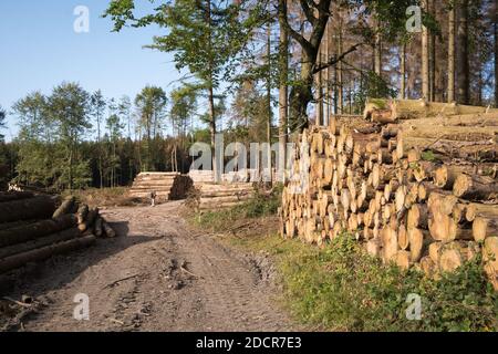 Pins morts dus à la sécheresse, au coléoptère des aboiements et aux tempêtes, forêt de Teutoburg, Allemagne Banque D'Images