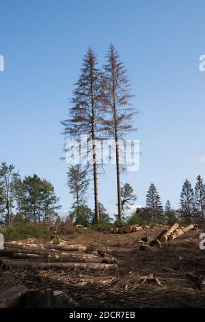 Pins morts dus à la sécheresse, au coléoptère des aboiements et aux tempêtes, forêt de Teutoburg, Allemagne Banque D'Images