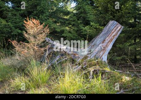 Pins morts dus à la sécheresse, au coléoptère des aboiements et aux tempêtes, forêt de Teutoburg, Allemagne Banque D'Images