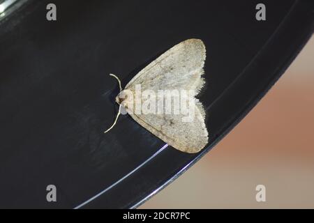 L'Ophtera brumata (Operophtera brumata), un papillon des géomètres de la famille (Geometridae) sur fond noir en automne. Dans un |jardin hollandais. Pays-Bas Banque D'Images