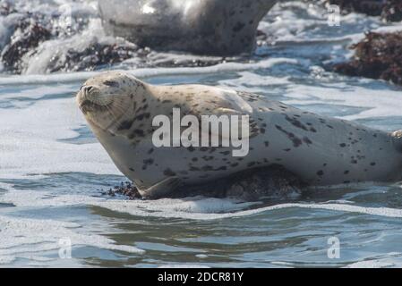 Un phoque commun (Phoca vitulina) repose le long de la côte californienne. Banque D'Images
