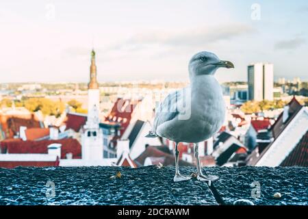 Un mouette se dresse sur une clôture en pierre dans la vieille ville de Tallinn, vous pouvez voir la ville d'en haut Banque D'Images