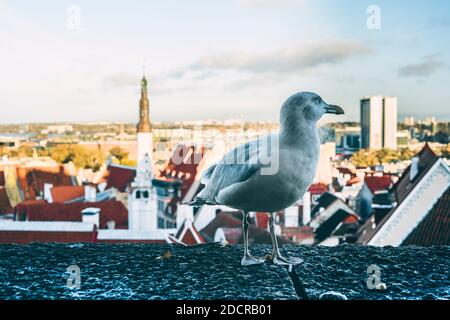 Un mouette se dresse sur une clôture en pierre dans la vieille ville de Tallinn, vous pouvez voir la ville d'en haut Banque D'Images