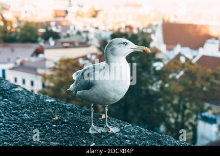 Un mouette se dresse sur une clôture en pierre dans la vieille ville de Tallinn, vous pouvez voir la ville d'en haut Banque D'Images