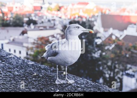 Un mouette se dresse sur une clôture en pierre dans la vieille ville de Tallinn, vous pouvez voir la ville d'en haut Banque D'Images