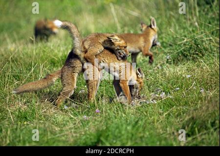 Renard rouge, vulpes vulpes, adulte tuant un Partridge, excitation, Normandie Banque D'Images