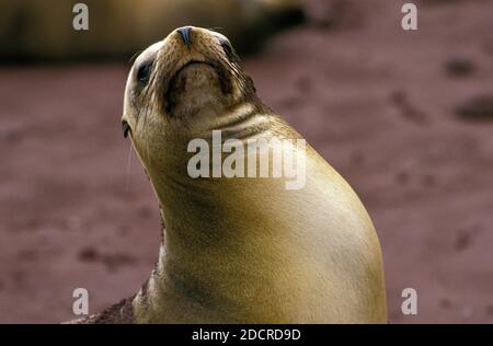 Galapagos Fure Seal, arctocephalus galapagoensis, adulte debout sur la plage, îles Galapagos Banque D'Images