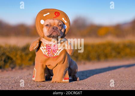 Red Fawn chien de Bouledogue français vêtu de Noël drôle costume de corps complet en pain d'épice avec bras et chapeau Banque D'Images