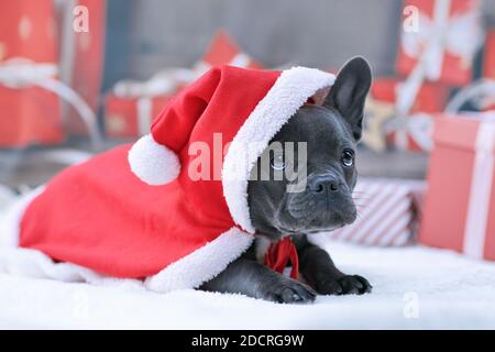 Adorable chien Bulldog français chiot portant le cap rouge de Noël Santa sur une oreille devant un arrière-plan flou de fête Banque D'Images