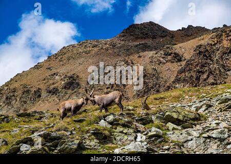 Deux ibexes mâles (Capra ibex), luttant dans les pâturages de la région de Piz LANguard. Banque D'Images