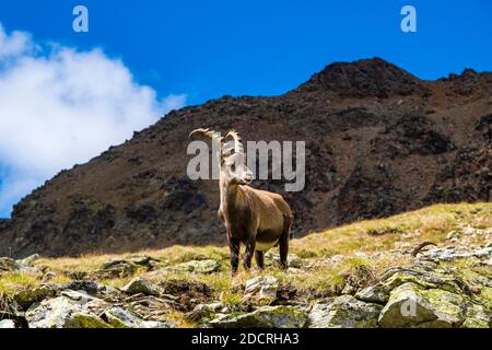 Un jeune homme Ibex (Capra ibex), debout sur les pâturages de la région de Piz LANguard. Banque D'Images