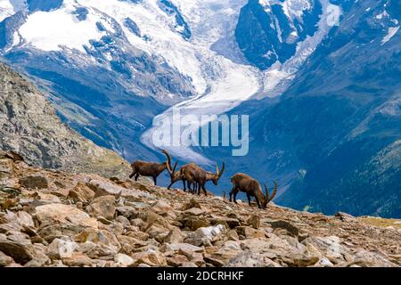 Un troupeau d'ibexes mâles (Capra ibex), paître sur les pâturages rocheux de la région de Piz LANguard, le glacier Morteratsch au loin. Banque D'Images