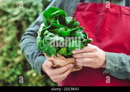 Épinards dans les mains des hommes. L'homme en tablier tient un bouquet d'épinards frais crus dans un sac artisanal. Livraison de produits agricoles frais, verts. Récolte d'épinards Banque D'Images