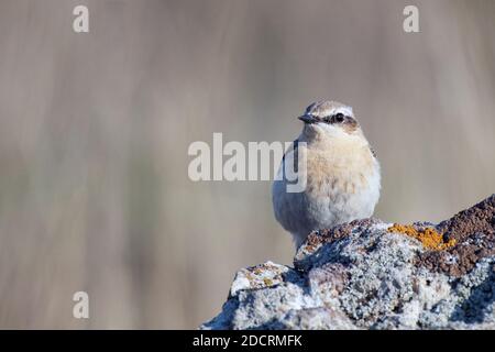 Wheatear du Nord, Oenanthe oenanthe un oiseau se trouve sur un rocher. Banque D'Images