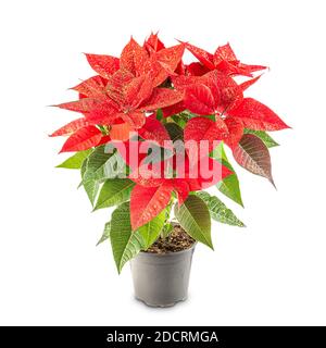 Poinsettia fleurs de noël Banque D'Images