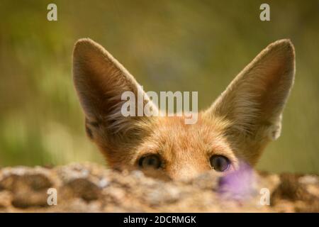 Le jeune renard roux (Vulpes vulpes) regarde derrière une pierre. Banque D'Images