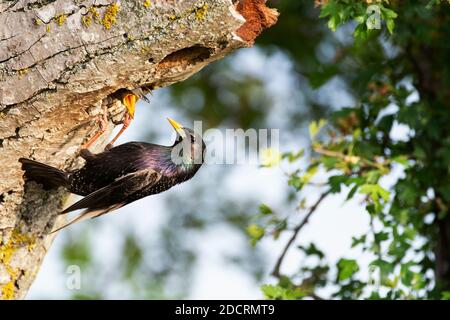 Le Starling commun, Sturnus vulgaris nourrit son poussin. Gros plan. Banque D'Images
