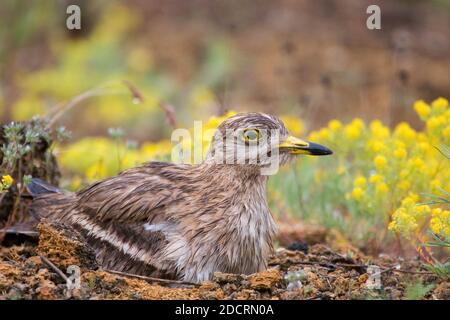 Le coursier de pierre eurasien Burhinus oedicnemus, assis sur nid après la pluie. Banque D'Images