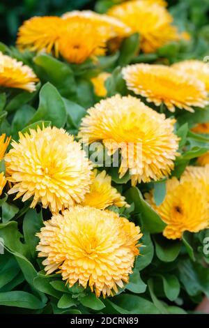 Calendula officinalis 'Apricot Twist'. Pot Marigold 'Apricot Twist'. Anglais Marigold 'Apricot Twist' Banque D'Images