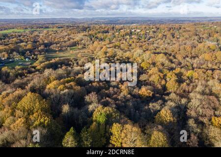 Photos aériennes de drone Forêt du Hampshire, montrant les niveaux de reboisement Banque D'Images