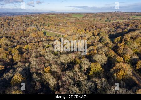 Photos aériennes de drone Forêt du Hampshire, montrant les niveaux de reboisement Banque D'Images