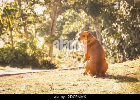 Un adorable chien de Rhodésie Ridgeback marron, assis au soleil jardin Banque D'Images